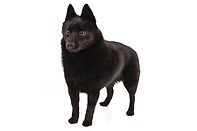 Schipperke-On-White-01.jpg