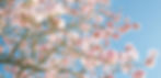 Pink Blossom_edited.jpg