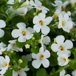 Bacopa gulliver white.jpg