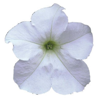 Petunia surfinia white.jpg