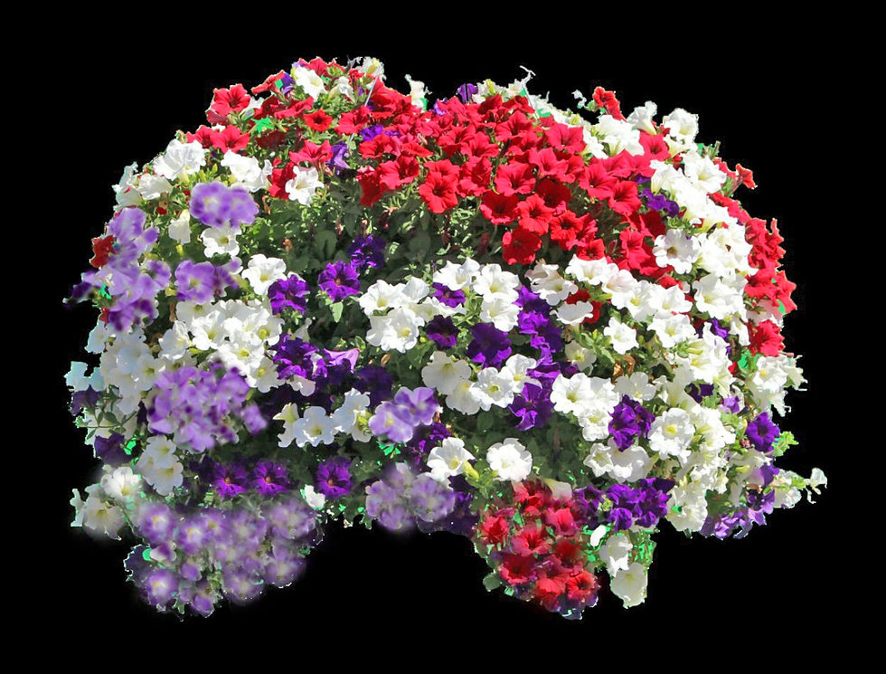 Thumbnail: Petunia Mixes - 18" City Hanging Basket