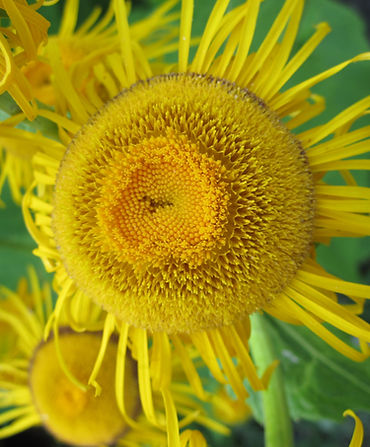 YelllowFlower1.jpeg