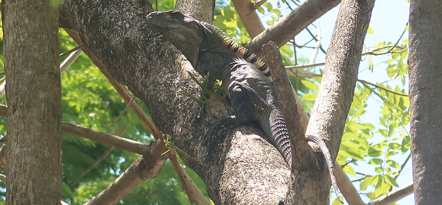 an iguana in a tree; Tamarindo- Costa Rica