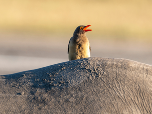 Red-Billed Oxpeckers: Nature’s Little Clean-Up Crew