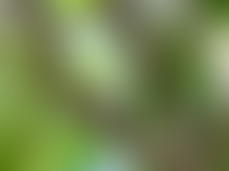 The Spotted Bush Snake: Misunderstood and harmless