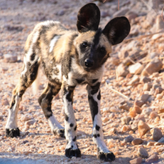 African Wild Dog Pups Spotted in Makalali Game Reserve
