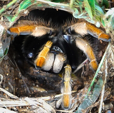 From fear to fascination: A closer look at baboon spiders