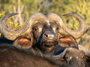 African vs Cape Buffalo: What’s the Difference, Really?