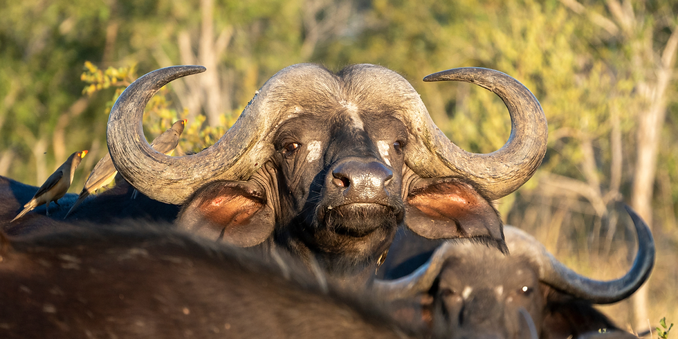 African vs Cape Buffalo: What’s the Difference, Really?
