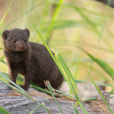 The dwarf mongoose: Small body, big story