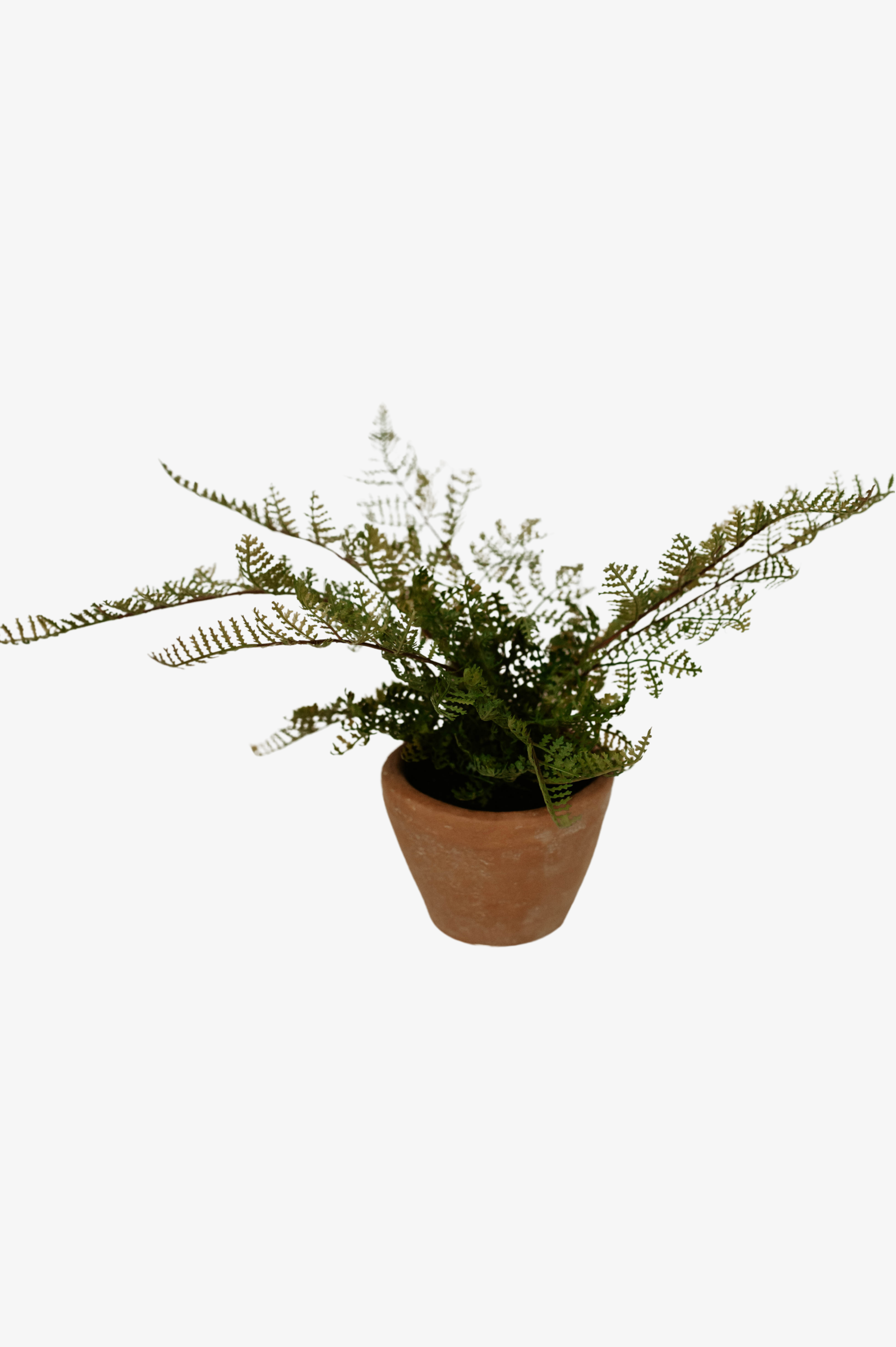 Potted Lace Fern