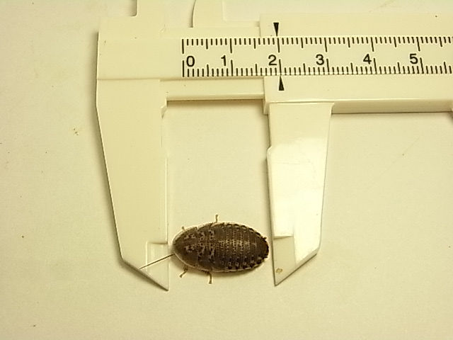 デュビア幼虫Mサイズ