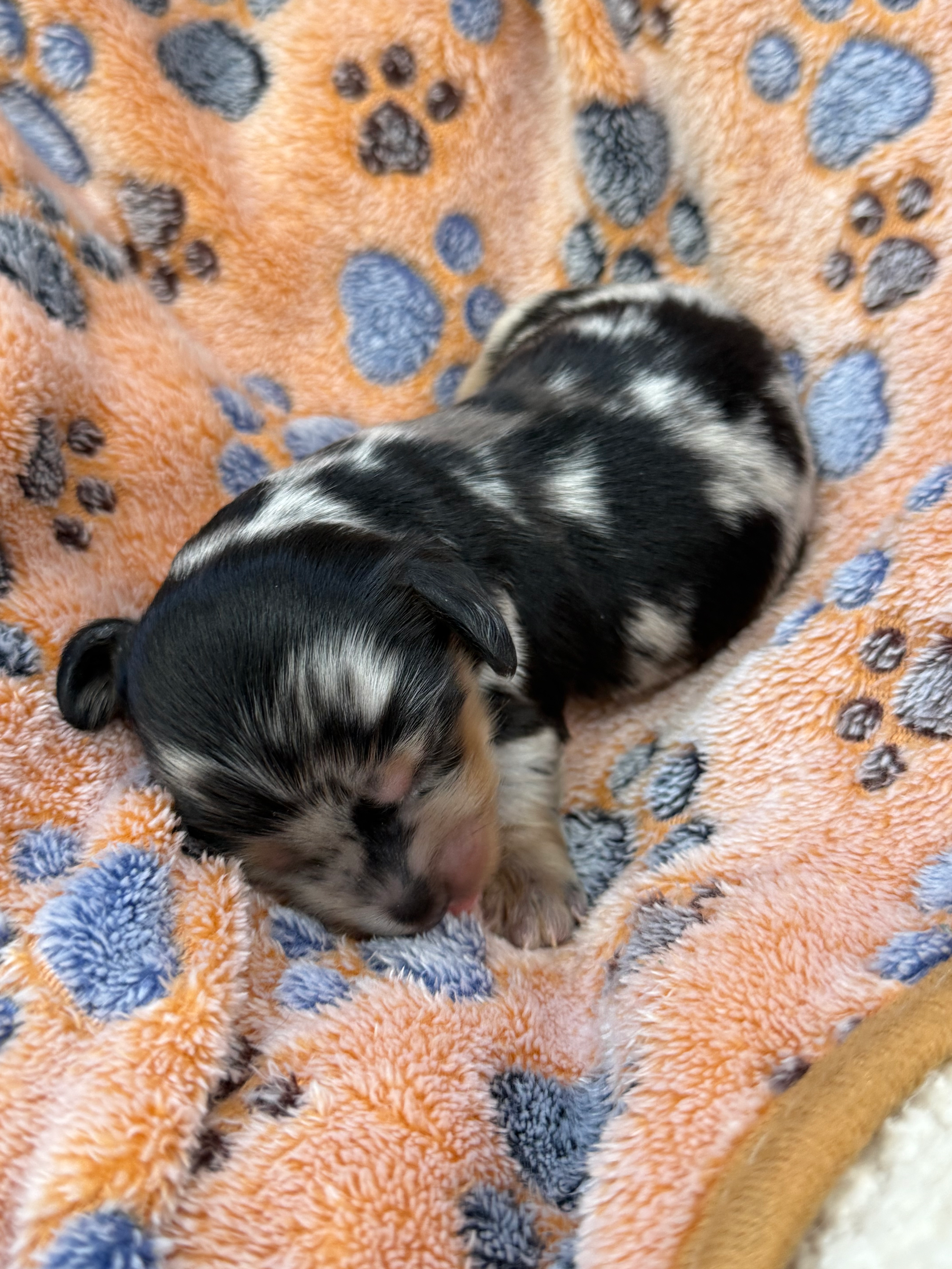 Black and Tan Dapple