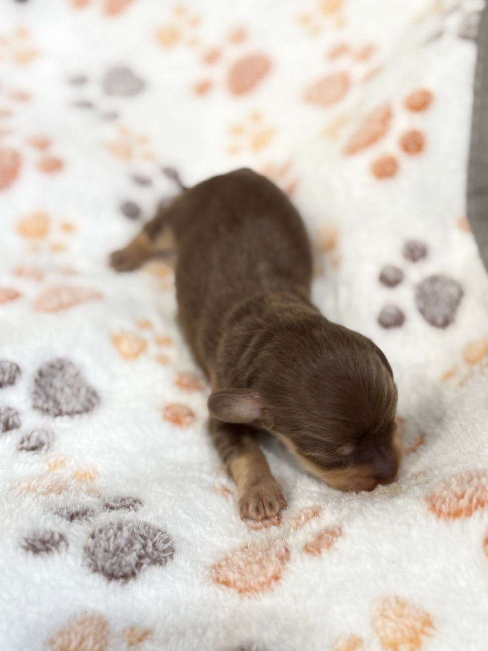 Thumbnail: Chocolate and tan male
