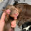Thumbnail: Chocolate and Tan