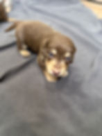 Thumbnail: Chocolate and tan male