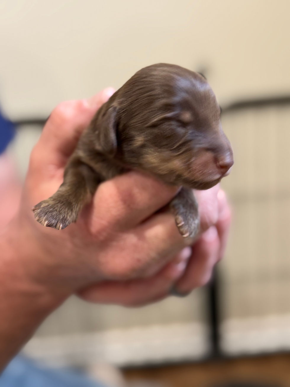 Thumbnail: Chocolate and Tan male