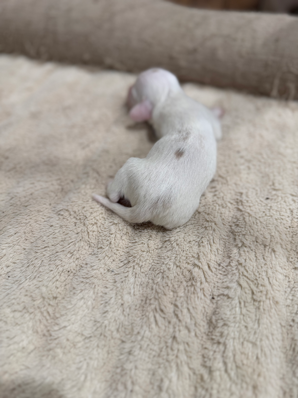 Thumbnail: Red piebald male 