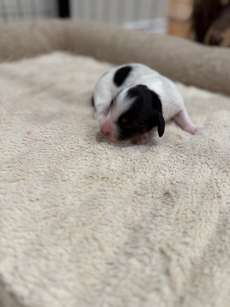 Thumbnail: Black and tan piebald female