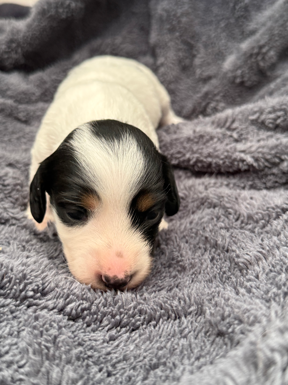 Thumbnail: Black and tan piebald female