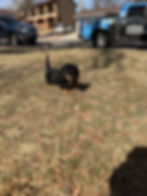 Thumbnail: Black & tan male