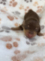 Thumbnail: Chocolate and tan male