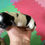 Thumbnail: Black and Tan Piebald