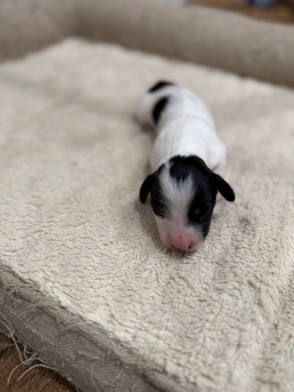 Thumbnail: Black and tan piebald female