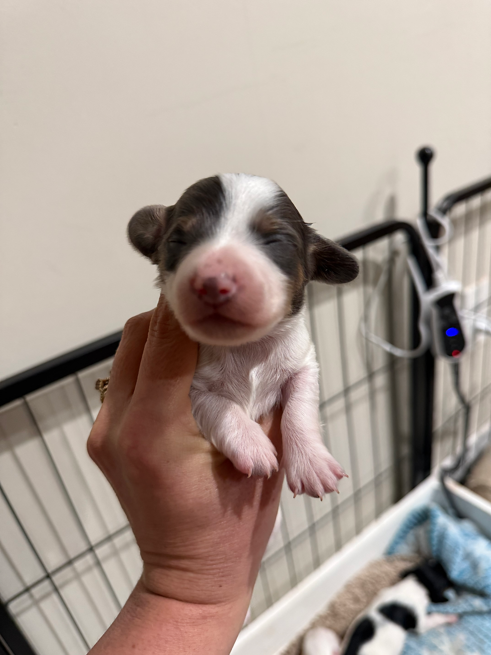 Thumbnail: Isabella piebald male
