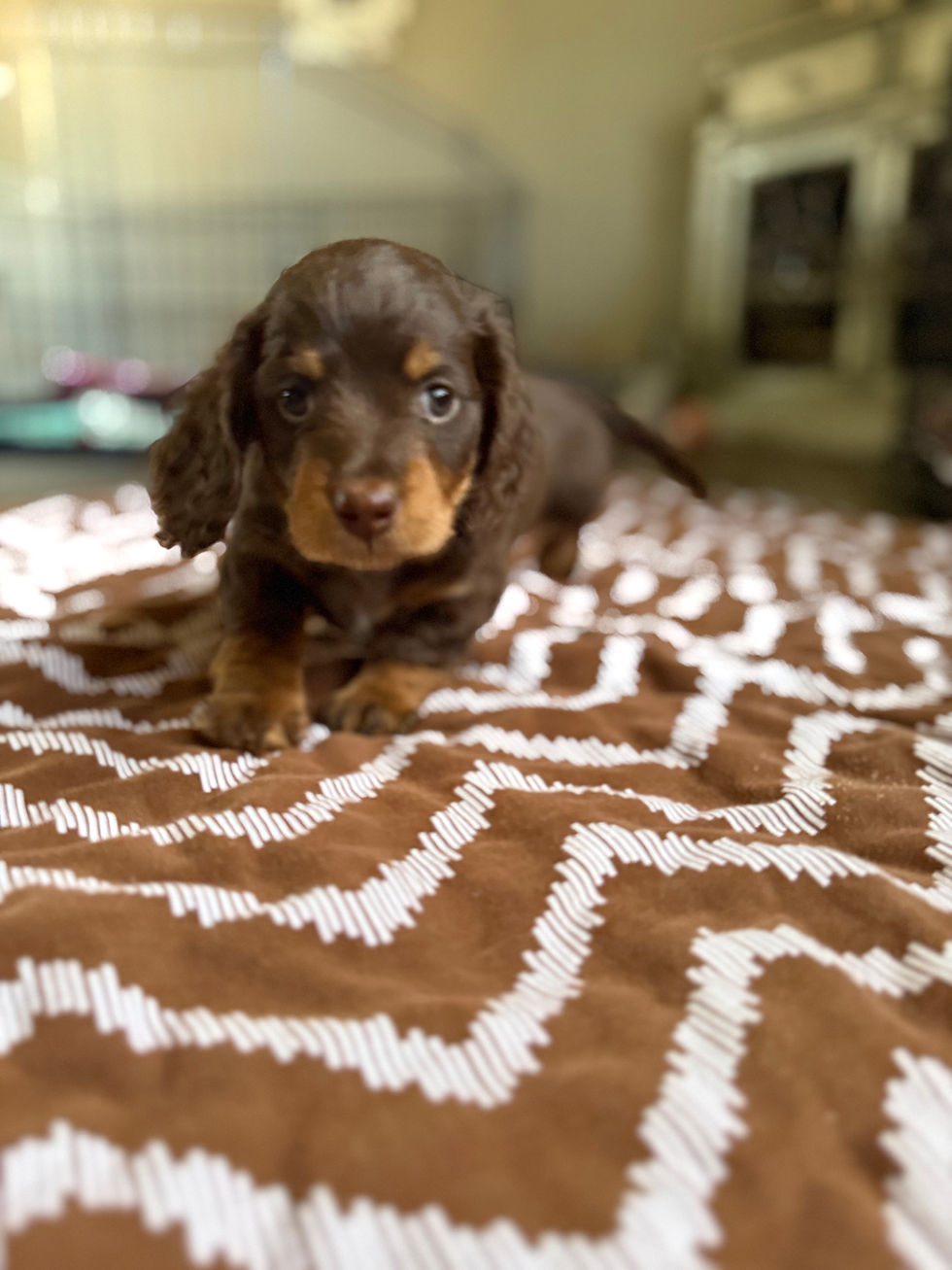 Thumbnail: Chocolate & tan male