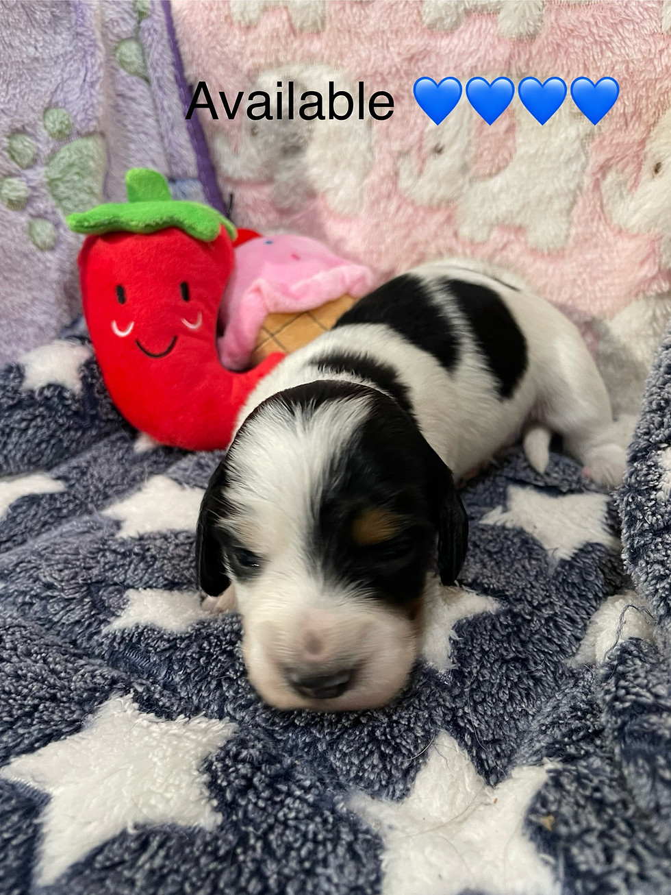 Thumbnail: CKC Black and tan Piebald male 4