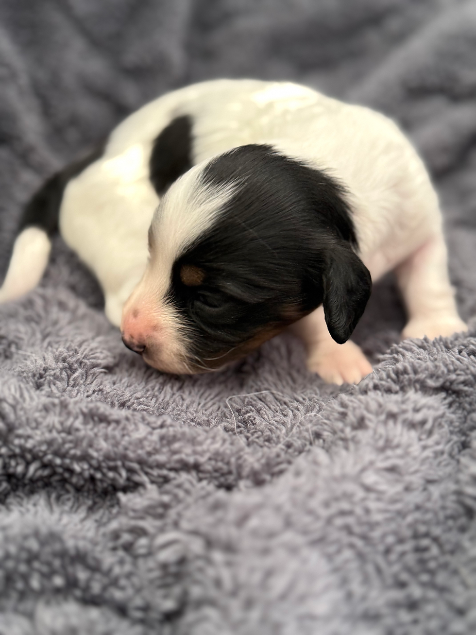 Thumbnail: Black and tan piebald female