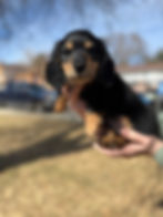 Thumbnail: Black & tan male