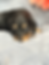 Thumbnail: Black and Tan female