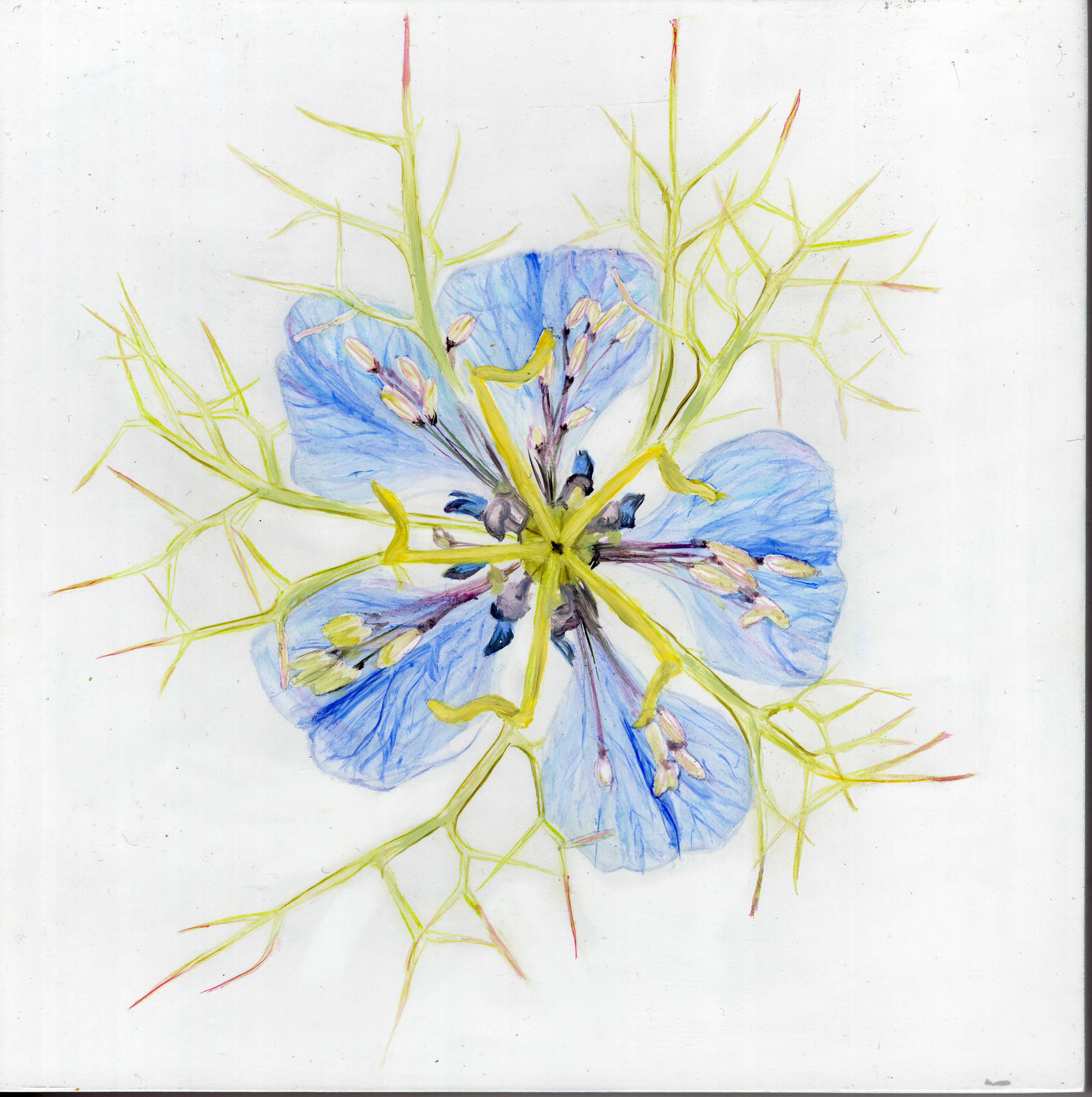 Nigella Flower on Panel
