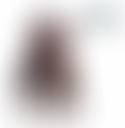 french bulldog guía por Modest Dog US