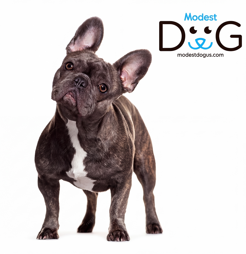 french bulldog guía por Modest Dog US