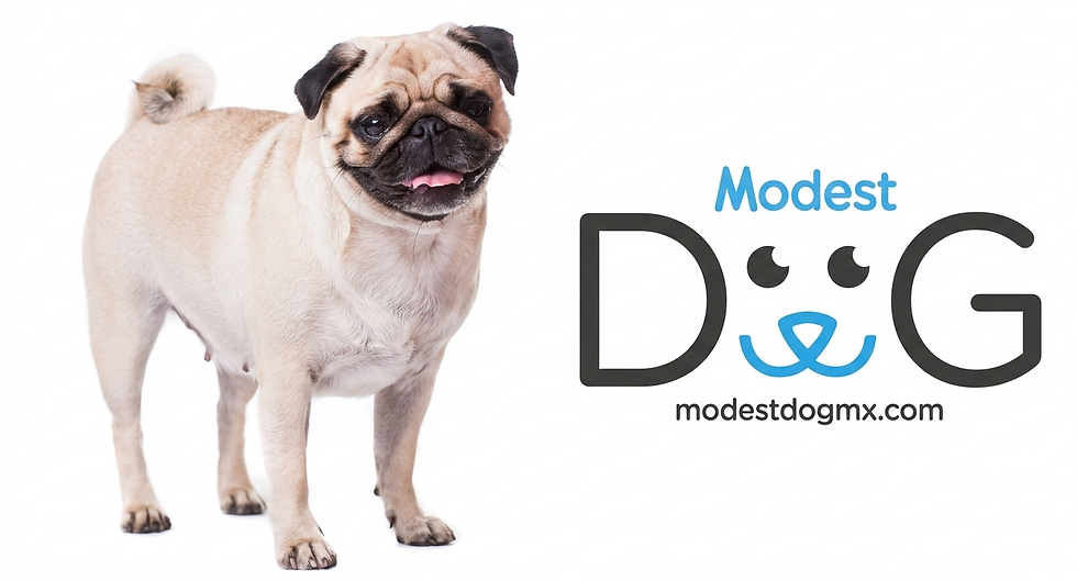 Pug adulto de color beige con máscara negra mostrando las características físicas de la raza.