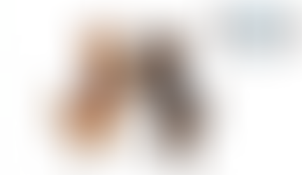 service dog vs emotional support animal USA legal differences rights access Modest Dog US