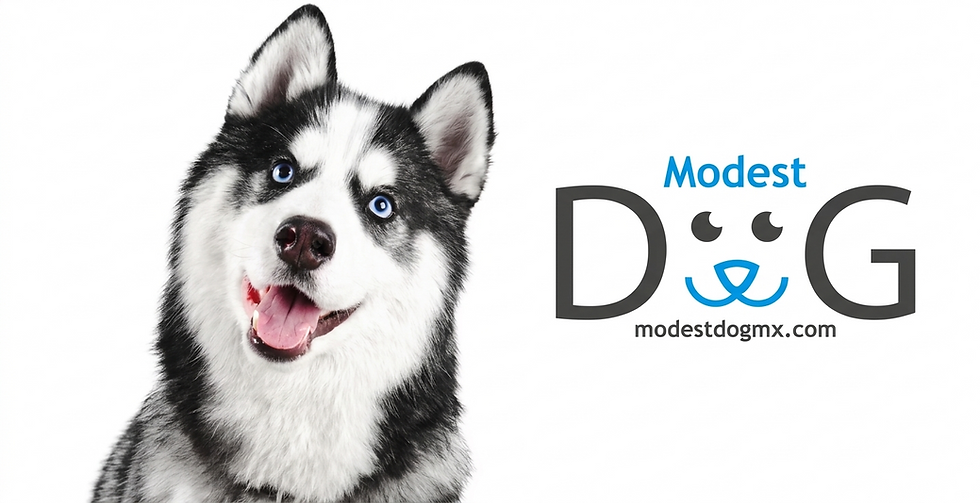 husky siberiano perro caracter comportamiento cuidados Mexico Modest Dog Mexico