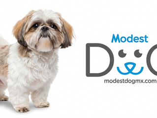 Shih Tzu adulto con pelaje largo y bien cuidado mostrando las características físicas de la raza.