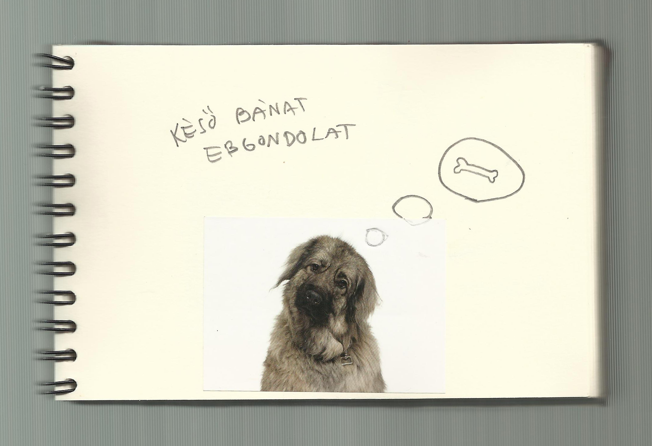 One dog 05