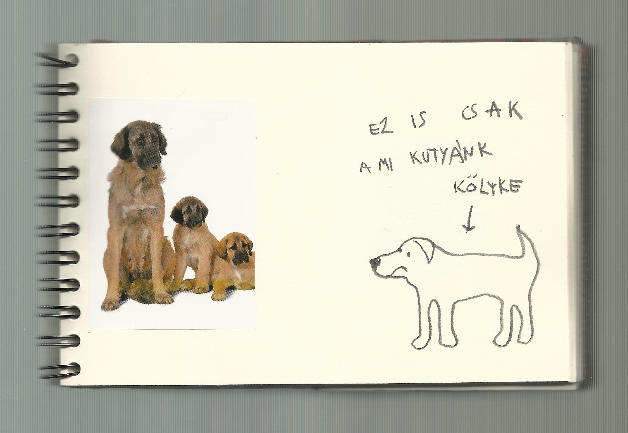 One dog 28