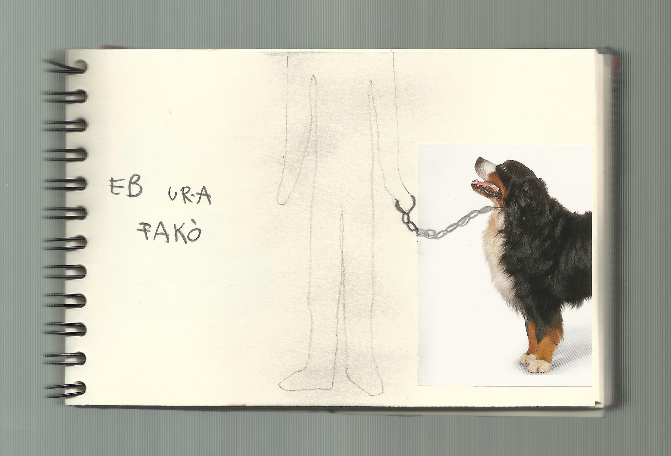 One dog 27
