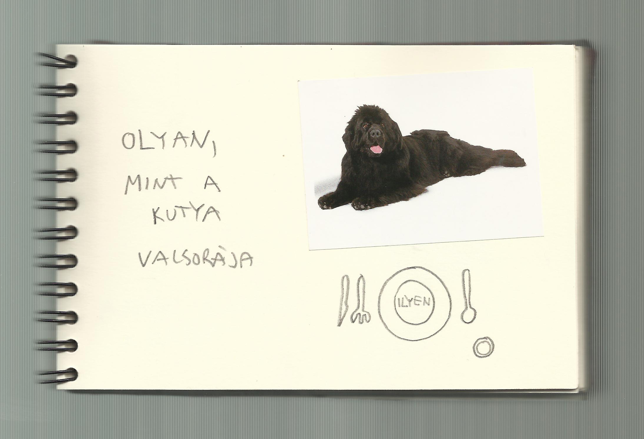 One dog 13