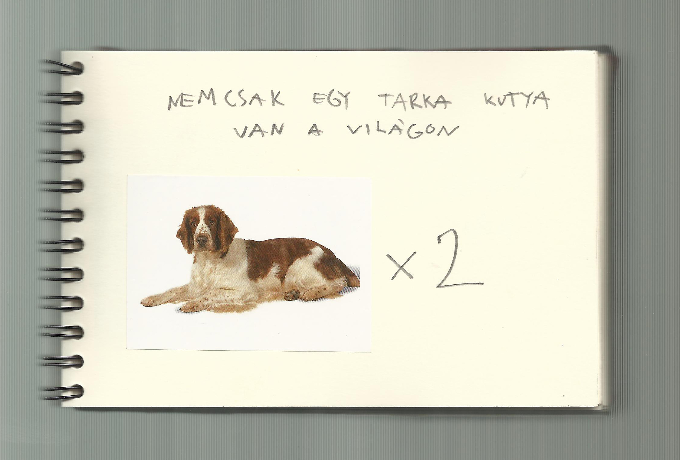 One dog 11