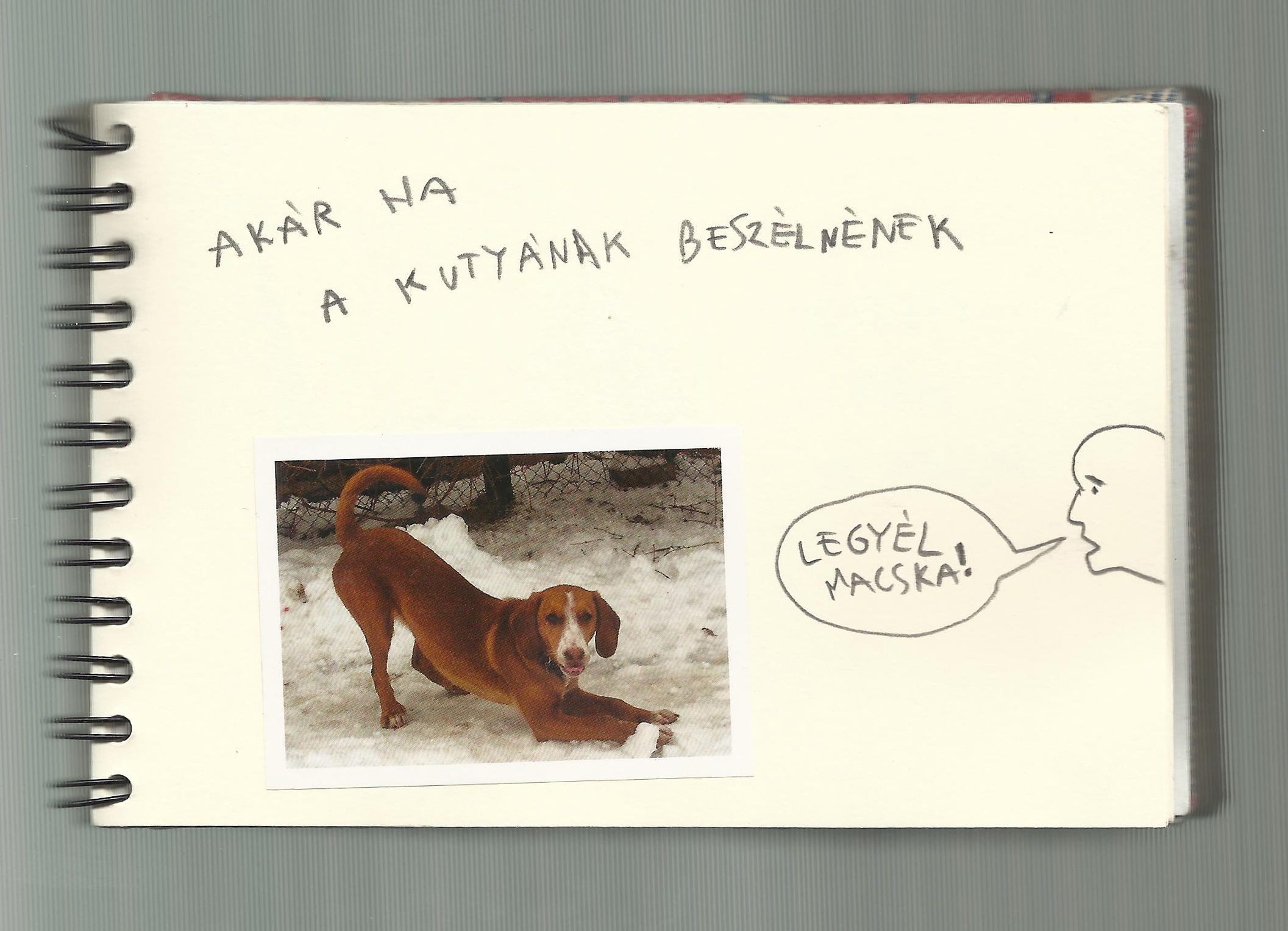 One dog 37