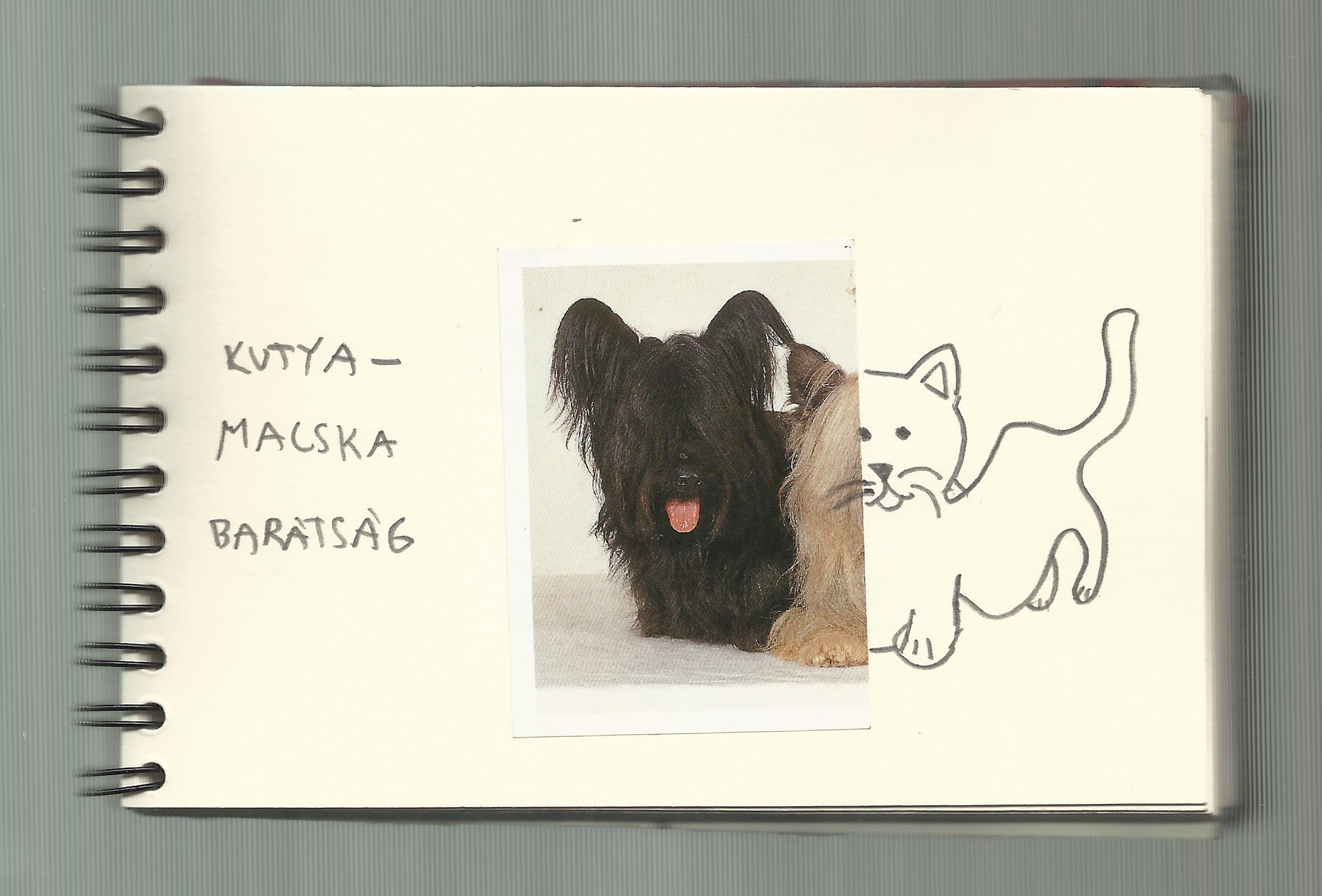 One dog 23