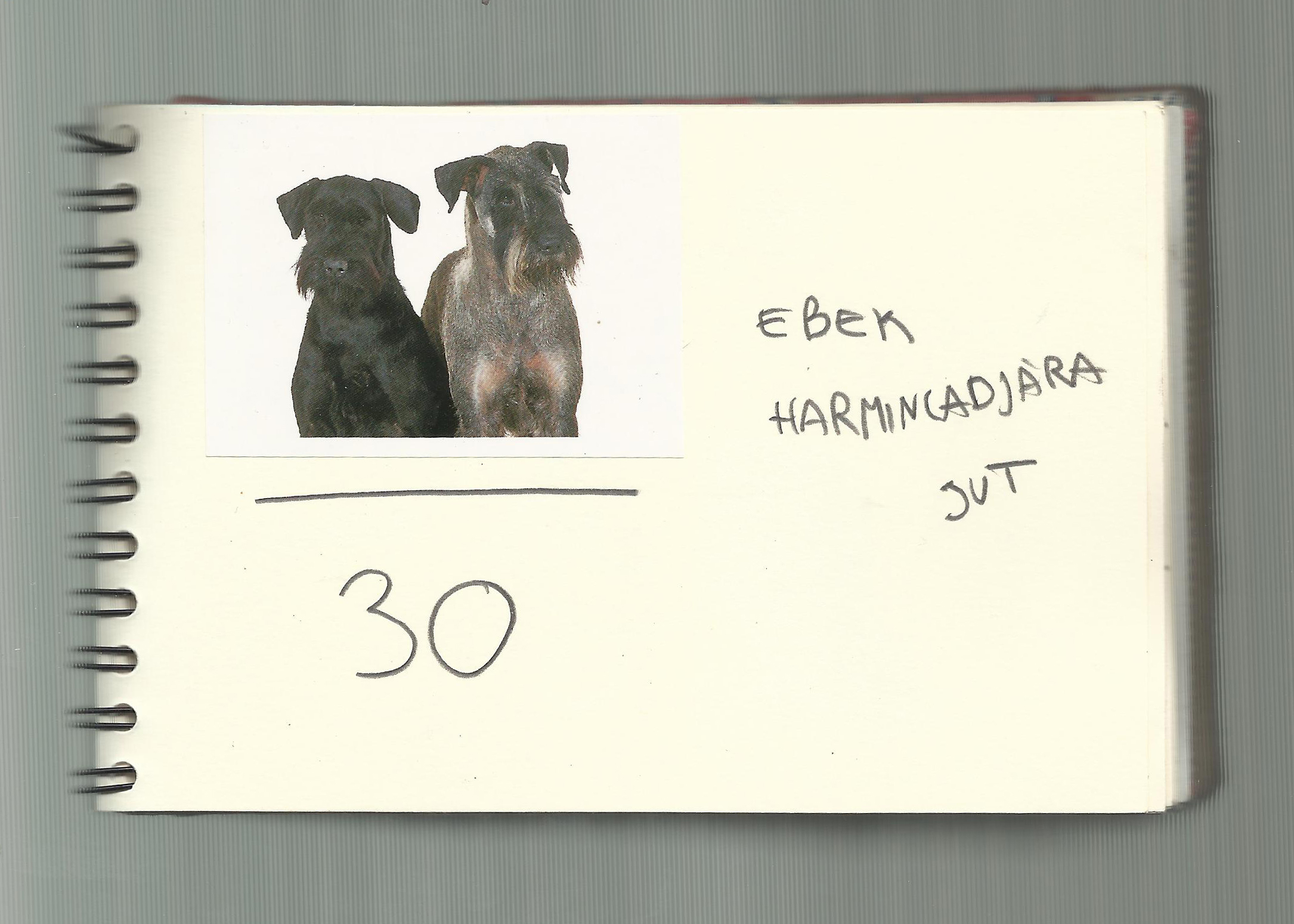 One dog 33