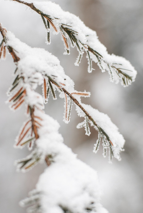 Photographe mariage en hiver à Villard